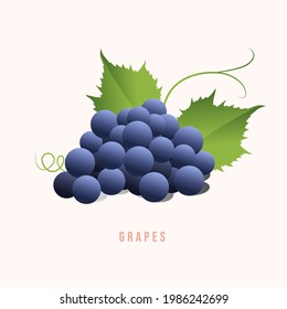 Grape fruit Modern style vector illustration.