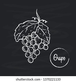 Grape fruit sketch or hand drawn illustration on black background