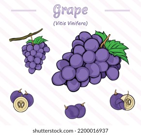 Grape fruit vector art.
Ready to use, ready to print, easy to edit, knowledge, colorful.