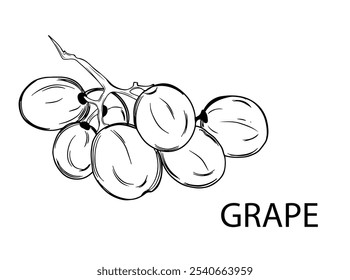 vetor de frutas de uva com arte de linha preta