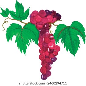 Grape fruit, watercolor isolated vector, handmade