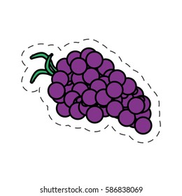 grape fruit wine ingredient cut line vector illustration eps 10