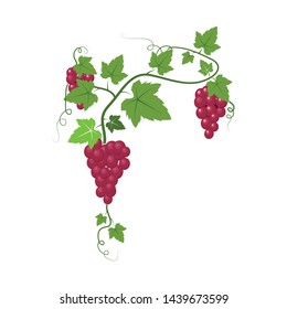 Grape fruits with leaf icon vector illustrtion  template