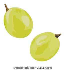 Grape fruits, Single fruit of grape, Single grape vector illustration.