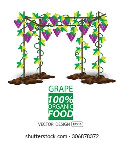 Grape, fruits vector illustration.