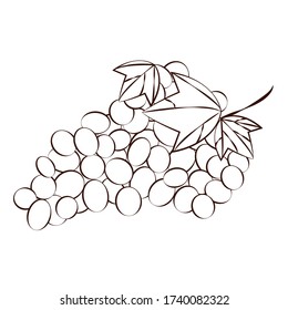 Grape, Grapes, Виноград. Vector illustration