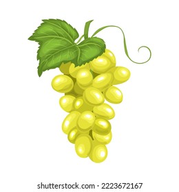 grape green cartoon. fresh fruit, bunch food, juice berry, healthy nutrition, vine ripe, nature summer, bright grape green vector illustration