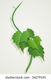 grape green leaves composition. Detailed vector illustration.