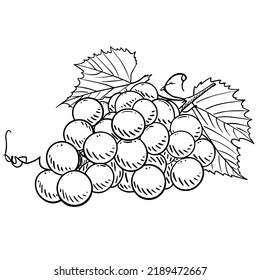 Grape hand drawing illustration in black color isolated on white background in vector