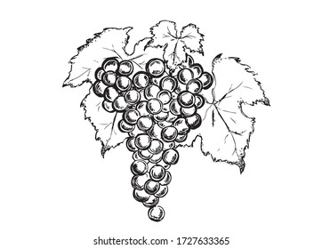 Grape hand drawn graphic illustration.
