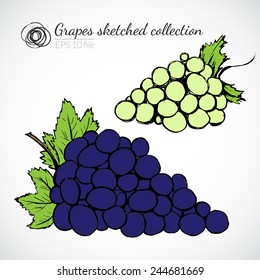 Grape hand drawn illustration