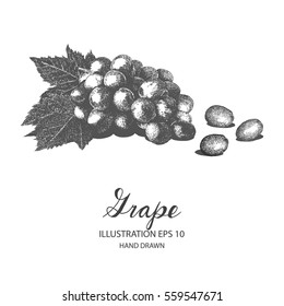 Grape hand drawn illustration by ink and pen sketch. Isolated vector design for fruit and vegetable product label, banner and health care goods.