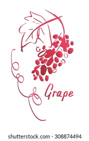 Grape hand drawn sketch , vector illustration 