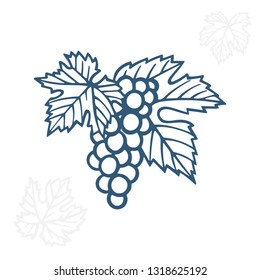 Grape. Hand drawn grape and vine engraving style illustration. Bunch of grapes vector design element. Grape and vine logo and ornament. Part of set.