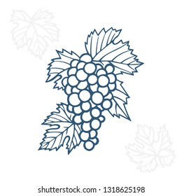 Grape. Hand drawn grape and vine engraving style illustration. Bunch of grapes vector design element. Grape and vine logo and ornament. Part of set.