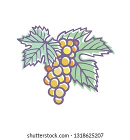Grape. Hand drawn grape and vine stylized illustration. Bunch of grapes vector design element. Grape and vine logo and ornament. Part of set.