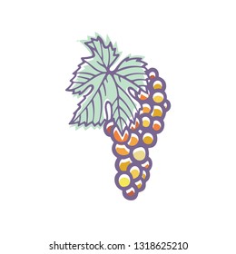 Grape. Hand drawn grape and vine stylized illustration. Bunch of grapes vector design element. Grape and vine logo and ornament. Part of set.