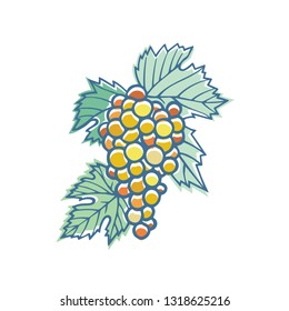 Grape. Hand drawn grape and vine stylized illustration. Bunch of grapes vector design element. Grape and vine logo and ornament. Part of set.