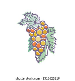 Grape. Hand drawn grape and vine stylized illustration. Bunch of grapes vector design element. Grape and vine logo and ornament. Part of set.