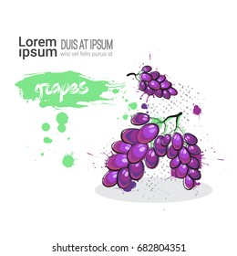Grape Hand Drawn Watercolor Fruit On White Background With Copy Space Vector Illustration