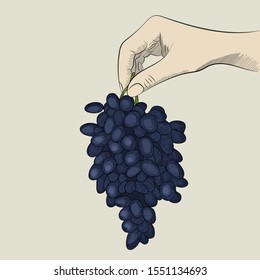 Grape in hand in sketch style. Vector isolated illustration. Grape poster in engraved vintage style