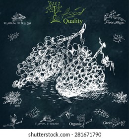 Grape. Hand-drawing,  illustration for printing, banner, website