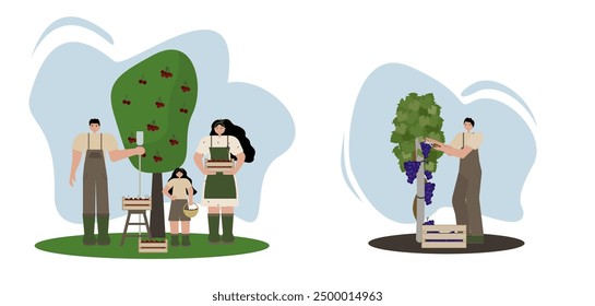 Grape harvest and family harvesting cherries. Ideal for use in agricultural promotions, seasonal designs, educational materials and farm related content. Suitable for posters, banners and templates.