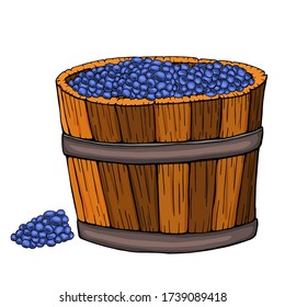 Grape harvest .Grapes in a wooden vat. Hand-drawn illustration. Color illustration isolated on a white background.