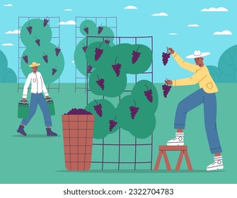 Grape harvest process. Cartoon winegrowers harvesting black grape. Farmers with baskets. Men carrying buckets with berry. People picking fruits from vines. Vector
