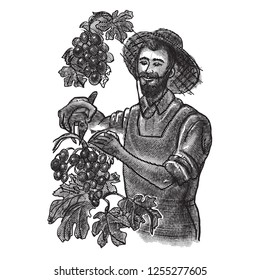 grape harvest. winemaker hands pick grapes. vector vintage illustration in engraving style