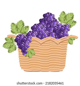 Grape harvest,purple grapes in a basket,isolated on a white background.Vector illustration of the fruit can be used in the designs of winemaking, supermarkets.textiles.