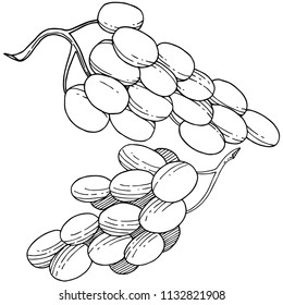 Grape healthy food in a vector style isolated. Full name of the fruit: grape. Vector wild fruit for background, texture, wrapper pattern or menu.