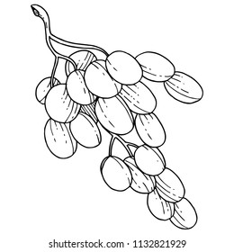 Grape healthy food in a vector style isolated. Full name of the fruit: grape. Vector wild fruit for background, texture, wrapper pattern or menu.