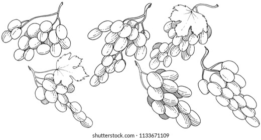 Grape healthy food in a vector style isolated. Full name of the fruit: grape. Vector wild fruit for background, texture, wrapper pattern or menu.