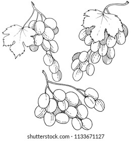 Grape healthy food in a vector style isolated. Full name of the fruit: grape. Vector wild fruit for background, texture, wrapper pattern or menu.