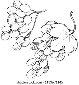 Grape healthy food in a vector style isolated. Full name of the fruit: grape. Vector wild fruit for background, texture, wrapper pattern or menu.