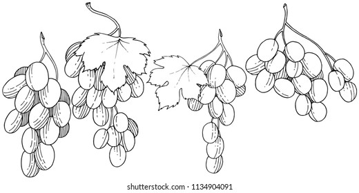 Grape healthy food in a vector style isolated. Full name of the fruit: grape. Vector wild fruit for background, texture, wrapper pattern or menu.