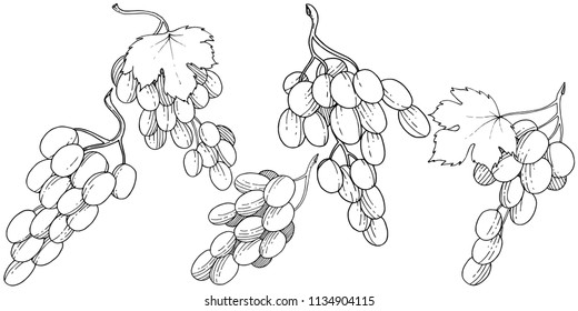 Grape healthy food in a vector style isolated. Full name of the fruit: grape. Vector wild fruit for background, texture, wrapper pattern or menu.