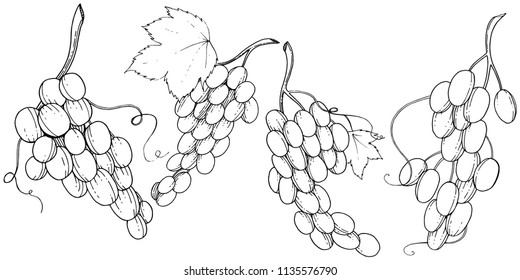 Grape healthy food in a vector style isolated. Full name of the fruit: grape. Vector wild fruit for background, texture, wrapper pattern or menu.