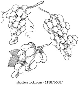 Grape healthy food in a vector style isolated. Full name of the fruit: grape. Vector wild fruit for background, texture, wrapper pattern or menu.