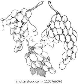 Grape healthy food in a vector style isolated. Full name of the fruit: grape. Vector wild fruit for background, texture, wrapper pattern or menu.