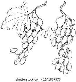 Grape healthy food in a vector style isolated. Full name of the fruit: grape. Vector wild fruit for background, texture, wrapper pattern or menu.