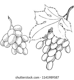 Grape healthy food in a vector style isolated. Full name of the fruit: grape. Vector wild fruit for background, texture, wrapper pattern or menu.