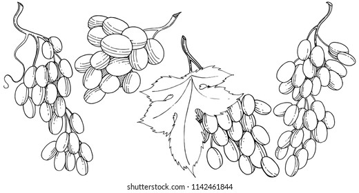 Grape healthy food in a vector style isolated. Full name of the fruit: grape. Vector wild fruit for background, texture, wrapper pattern or menu.