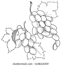 Grape healthy food in a vector style isolated. Full name of the fruit: grape. Vector wild fruit for background, texture, wrapper pattern or menu.