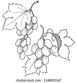 Grape healthy food in a vector style isolated. Full name of the fruit: grape. Vector wild fruit for background, texture, wrapper pattern or menu.