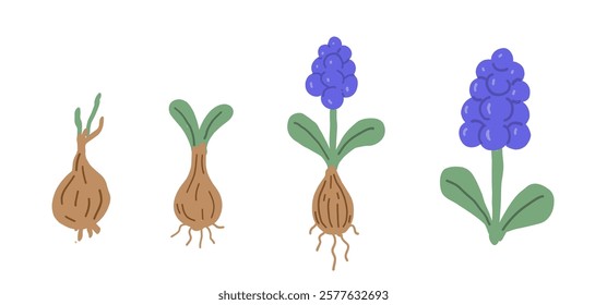 Grape Hyacinth Hand Drawn Illustration. Flower Growth Stages. Spring Flowers Drawing. 