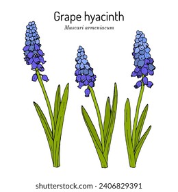 Hyacinth de uva (Muscari armeniacum), planta ornamental y medicinal. Ilustración de vector botánico dibujada a mano