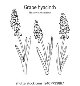 Hyacinth de uva (Muscari armeniacum), planta ornamental y medicinal. Ilustración de vector botánico dibujada a mano