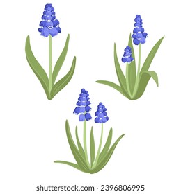 grape hyacinth, spring flowers, blue muscari, vector drawing wild plants at white background, floral elements, hand drawn botanical illustration